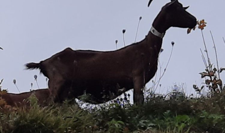photo pour la vie des chèvres