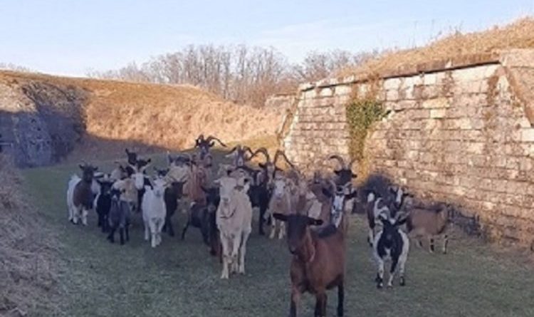 Photo pour nous les chèvres-boucs